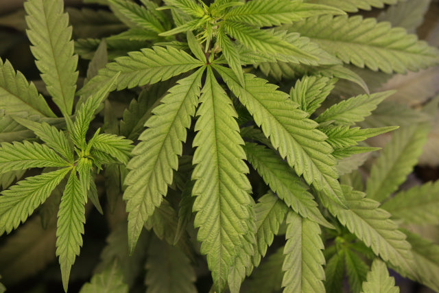 Die Geschichte von Hanf: Von der Antike bis zur Gegenwart