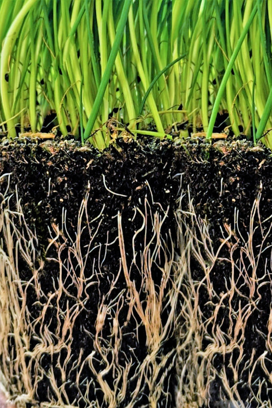 Die Nahrungsaufnahme von Pflanzen: Prozesse und Mechanismen