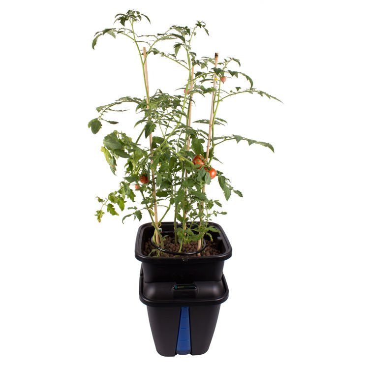 PLANT! T GEMINI Hydroponic system for 1 plant