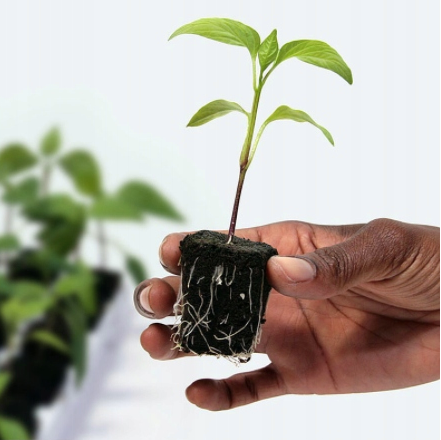 Growth Technology Root Riot 50 cubes - organic starter cubes for seeds and cuttings