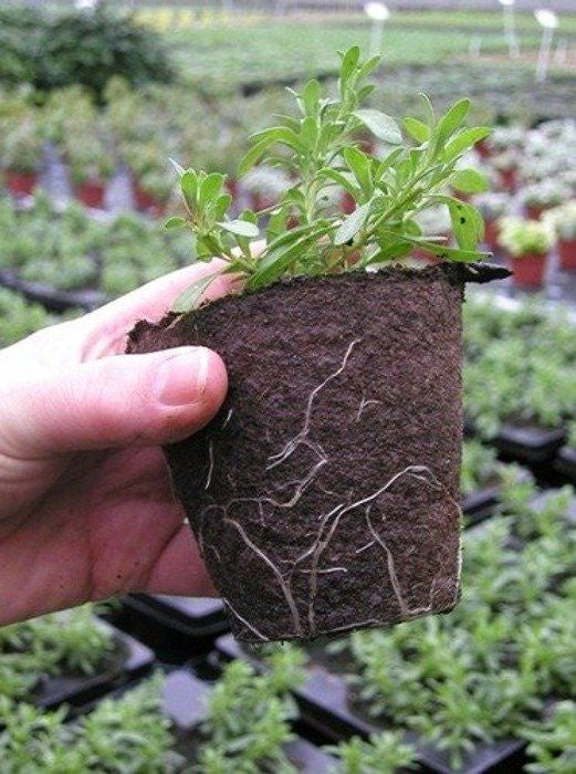 Peat pots Jiffy Pot for seedlings - 10 pcs, 10x9 cm
