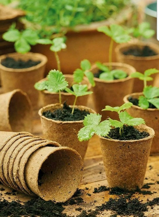 Peat pots Jiffy Pot for seedlings - 10 pcs, 10x9 cm