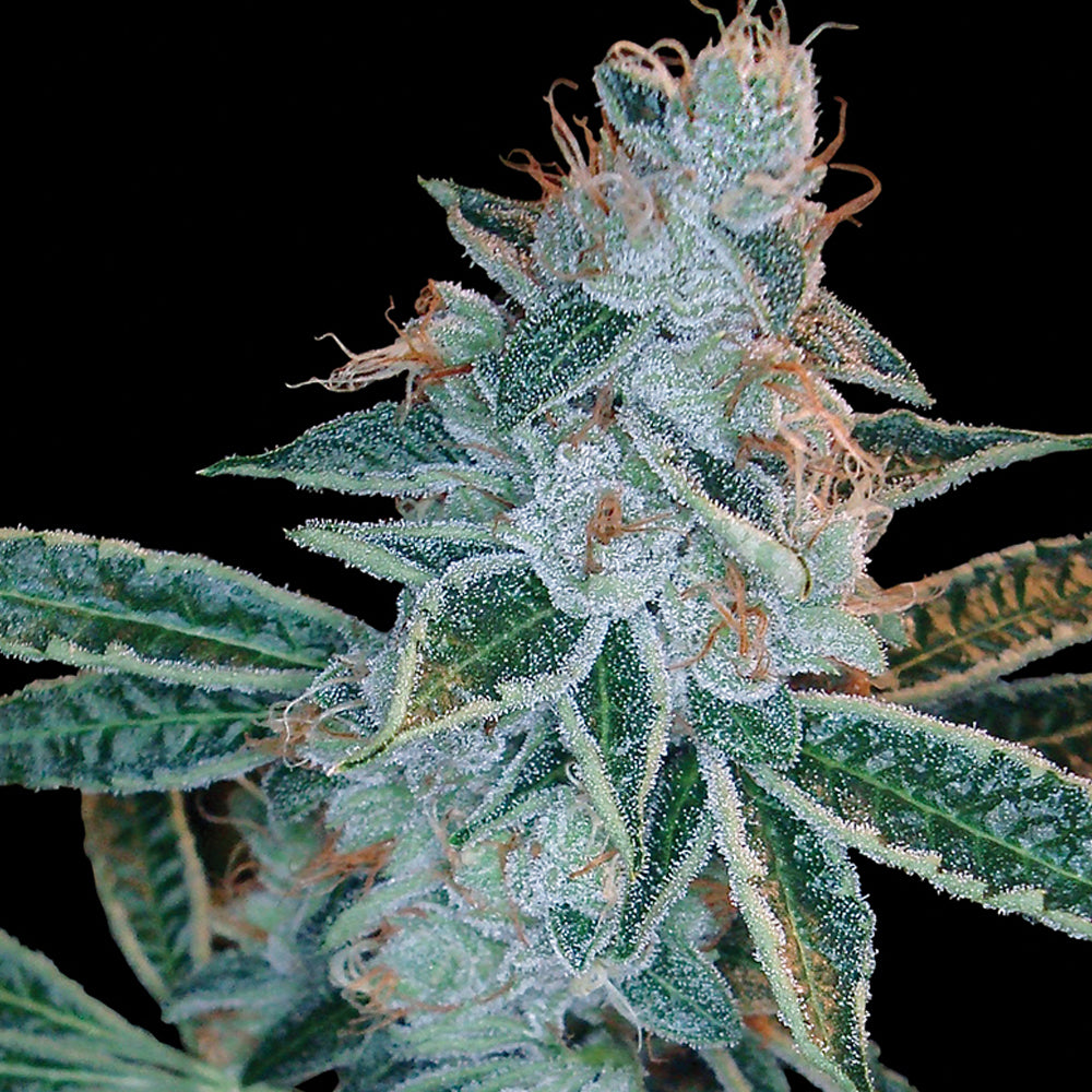 Lemon OG Kush