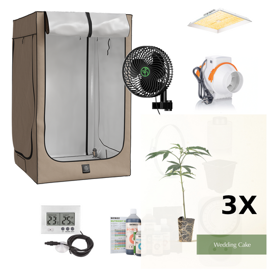 Komplett Set 120x120x200 + 3 Stück Stecklinge