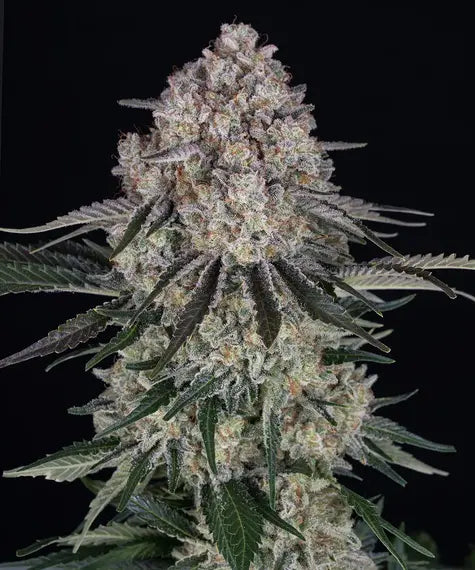 Sour Diesel Auto