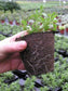 Peat pots Jiffy Pot for seedlings - 10 pcs, 10x9 cm