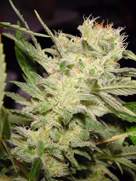 Auto Jack