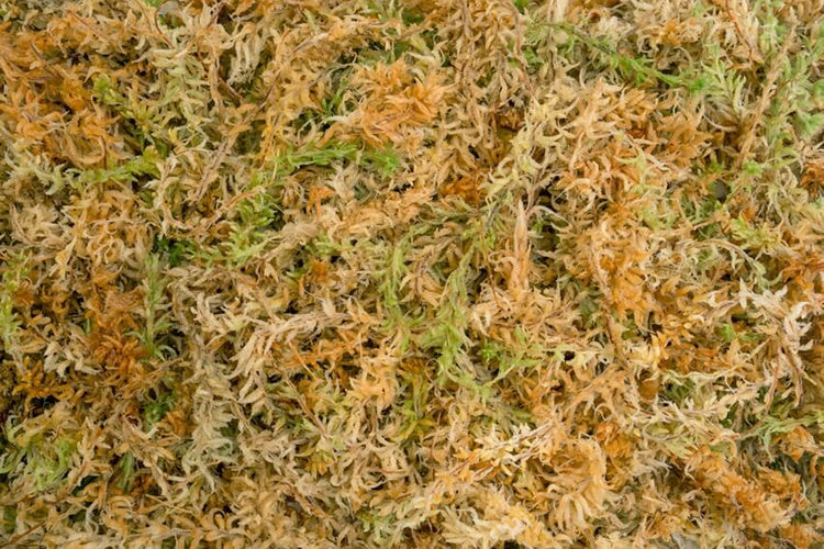 Besgrow New Zealand Sphagnum Spagmoss Classic 100G 8L Premium moss