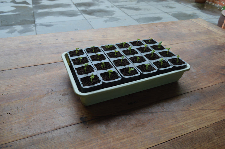 Garland 24 Cell Self Watering Fast Root Success Kit 38x23xh14cm G241