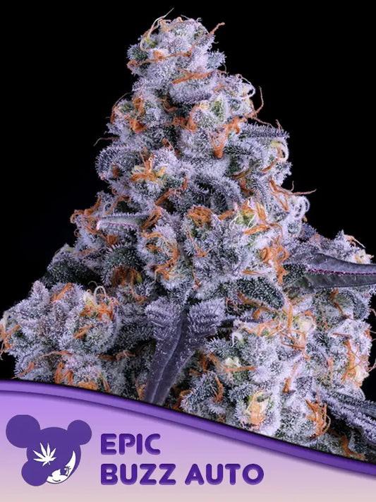 Epic Buzz Auto®