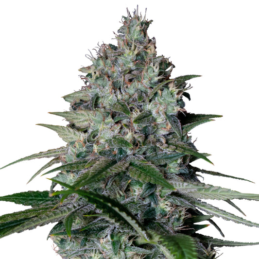 Cookies Gelato