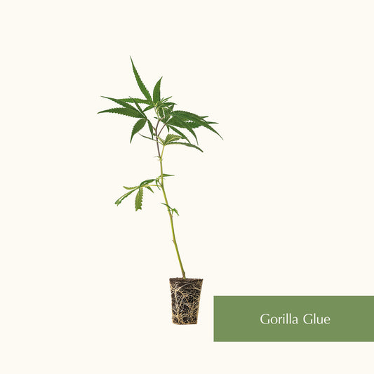 Gorilla Glue