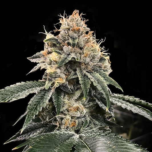 HG23 AKA Michael Jordan Auto