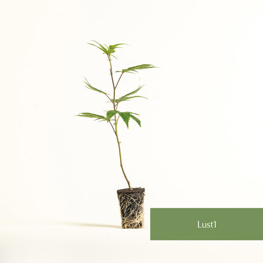 Lust#1
