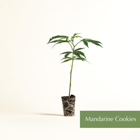 Mandarine Cookies