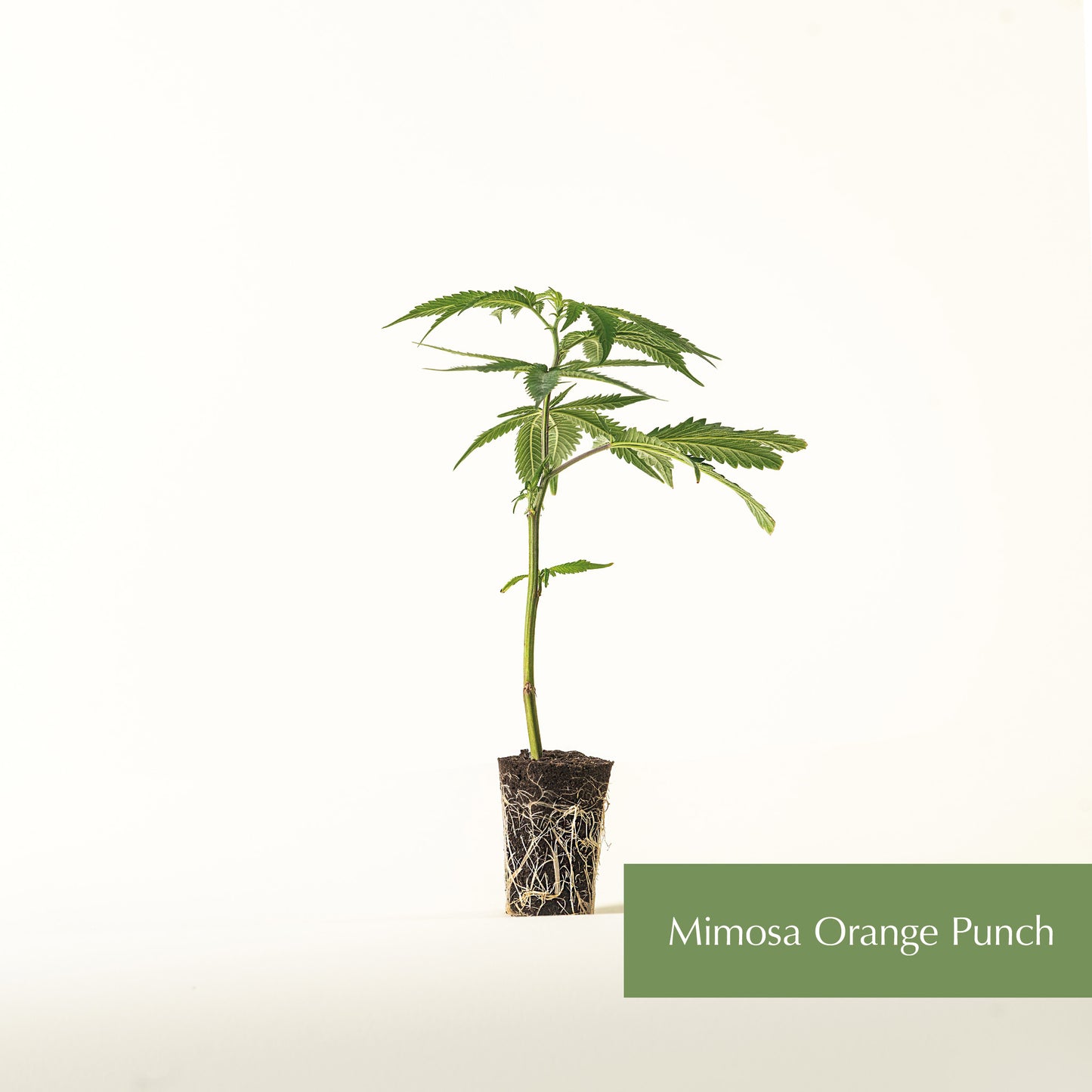 Mimosa orange punch