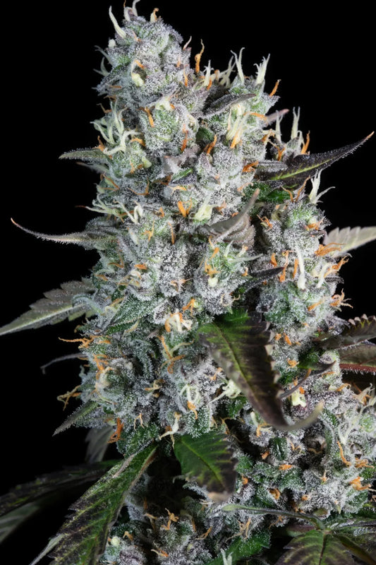Red Velvet Auto