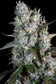 Red Velvet Auto