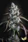 Red Velvet Auto