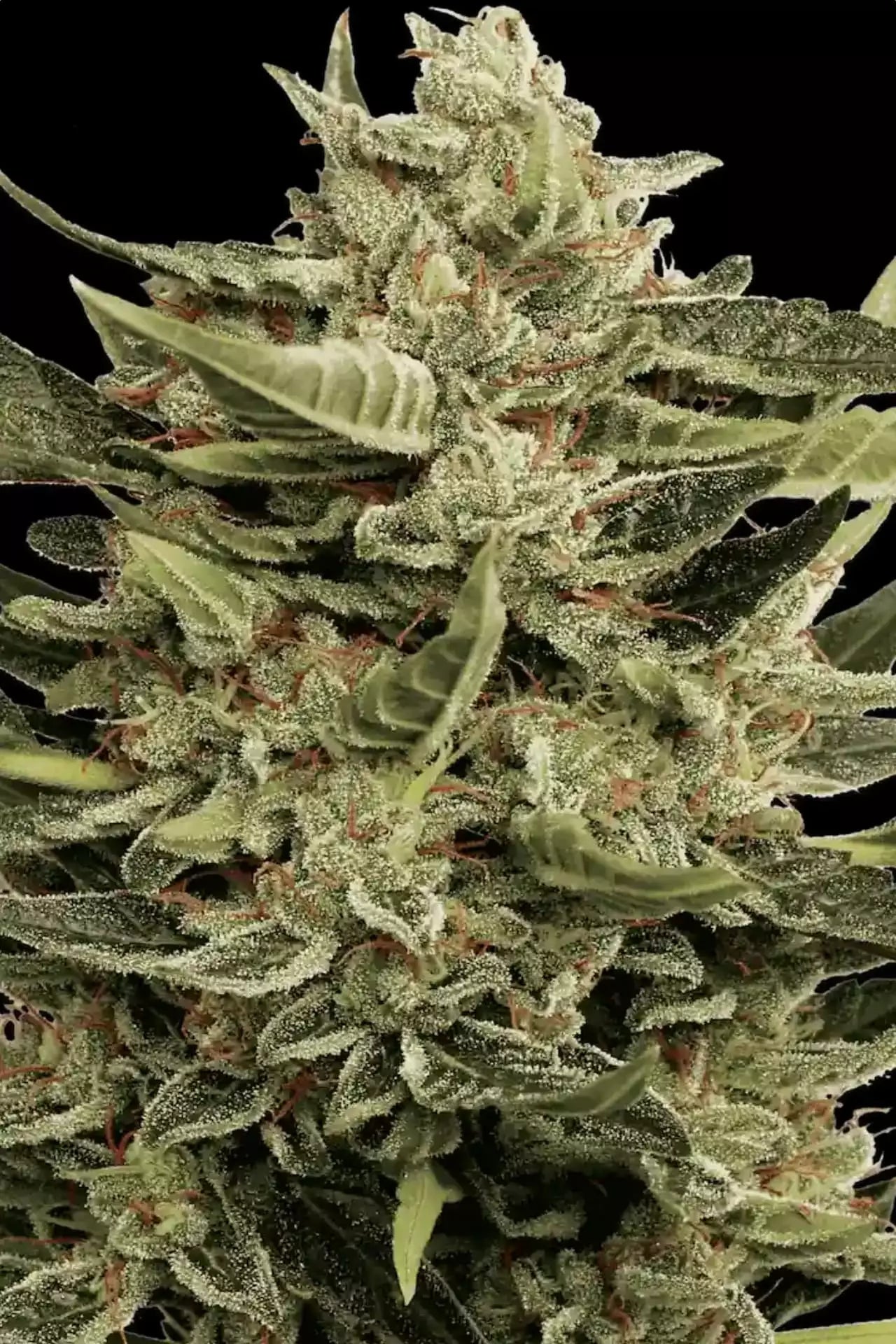 Vertigo Auto