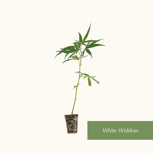 White Widow