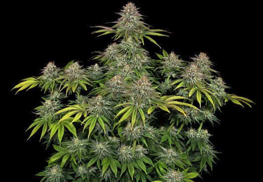Critical Kush