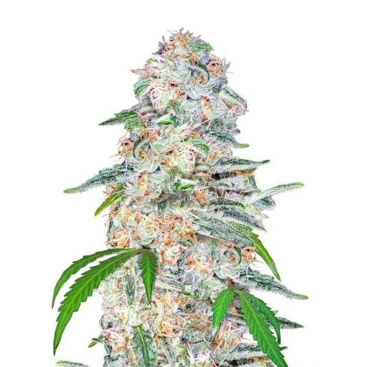 Blue Dream Matic