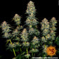 Moby Dick Auto