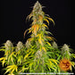 Pineapple Express