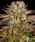 Pineapple Express