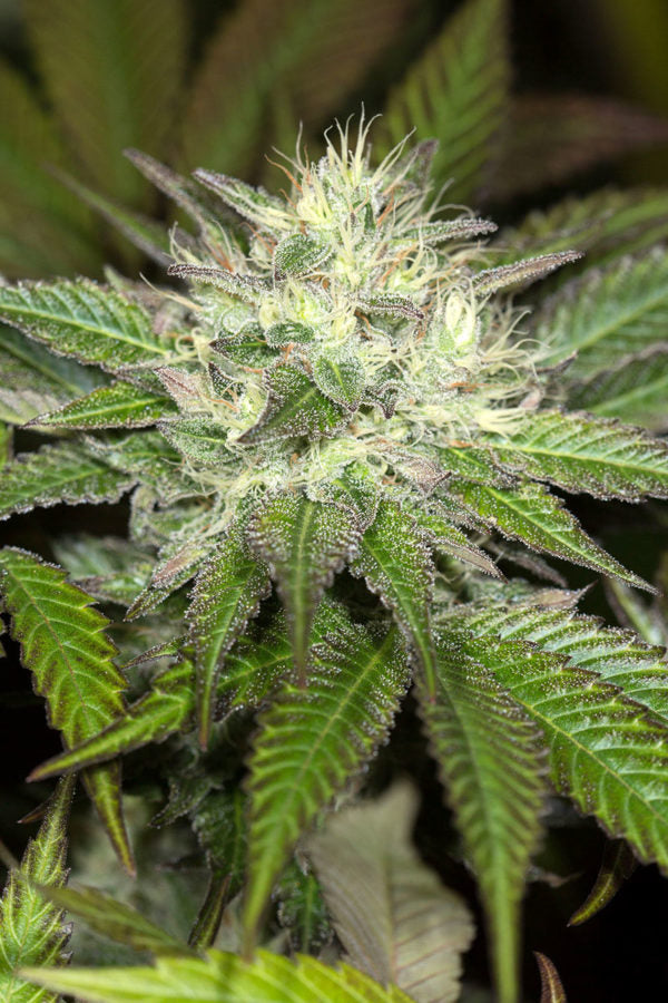 Sapphire OG