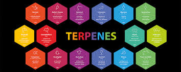 Terpene (GC-FID)